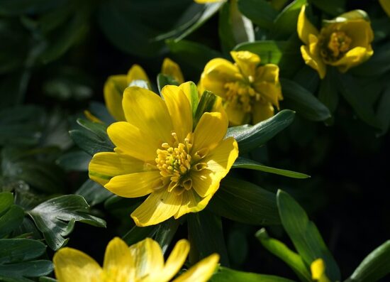 Eranthis hyemalis Grunling- erante JAUNUMS 2026